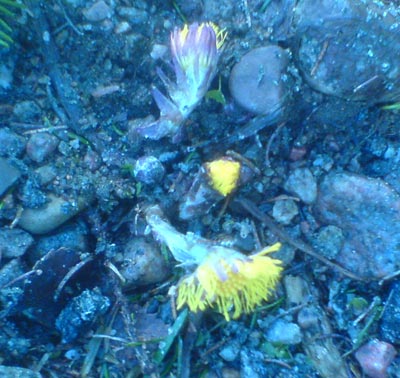 070313a.jpg