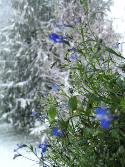 071109b.jpg