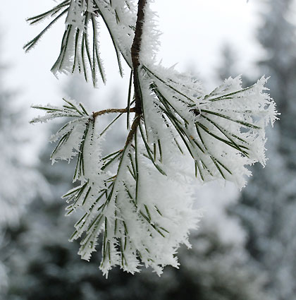 081226d