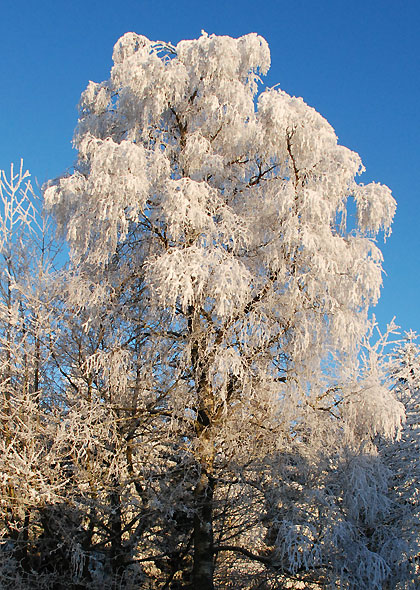 090101d 090101d
