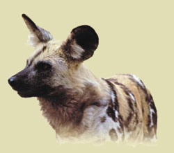 afrikanskvildhund_1