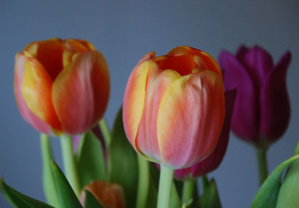 090311a