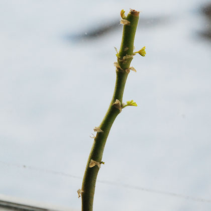 090320f