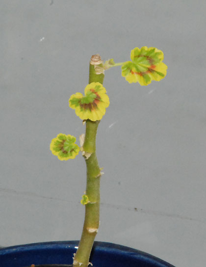 090327a