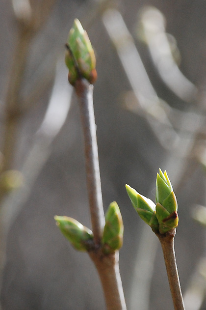 090413m 090413m