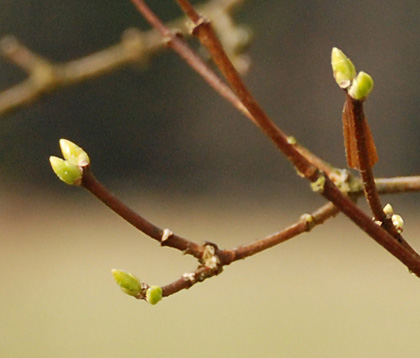 090413q 090413q