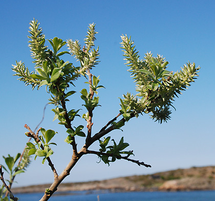 090503d 090503d