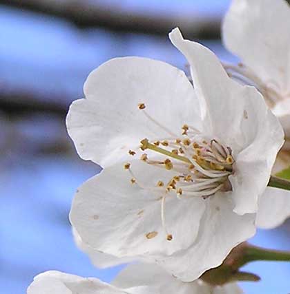 090506a 090506a