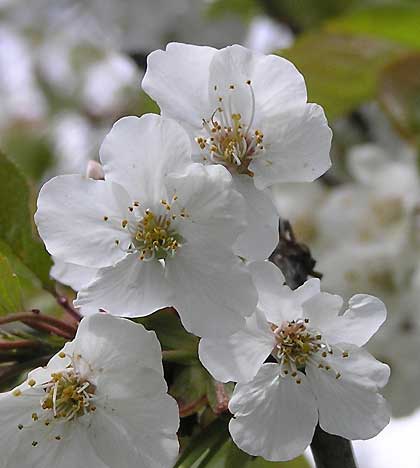 090506c 090506c