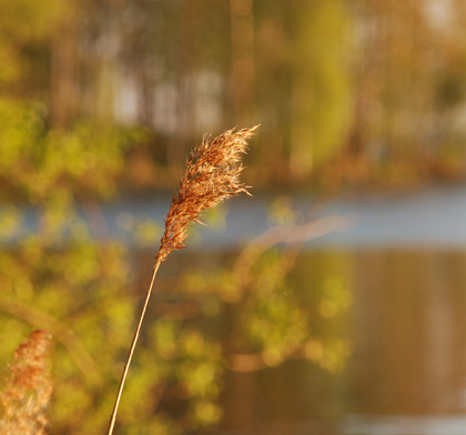 090517D 090517D