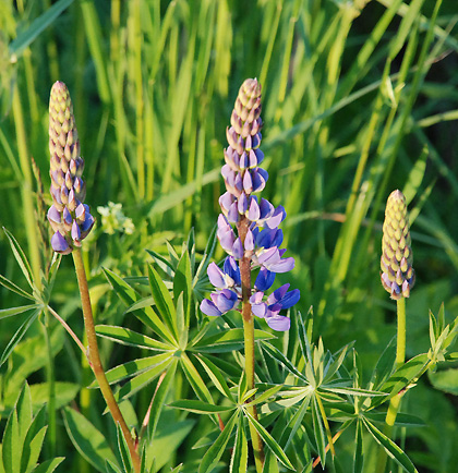 090606D 090606D