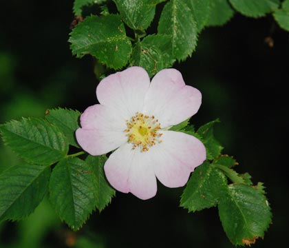 090629F