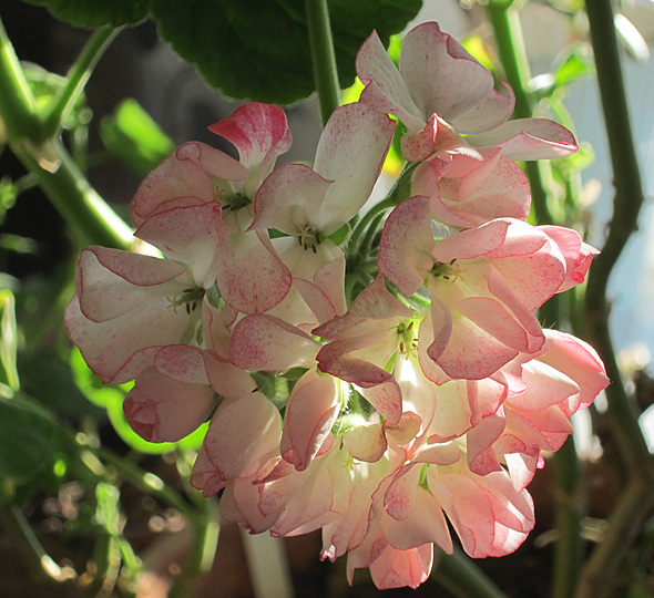 110213A